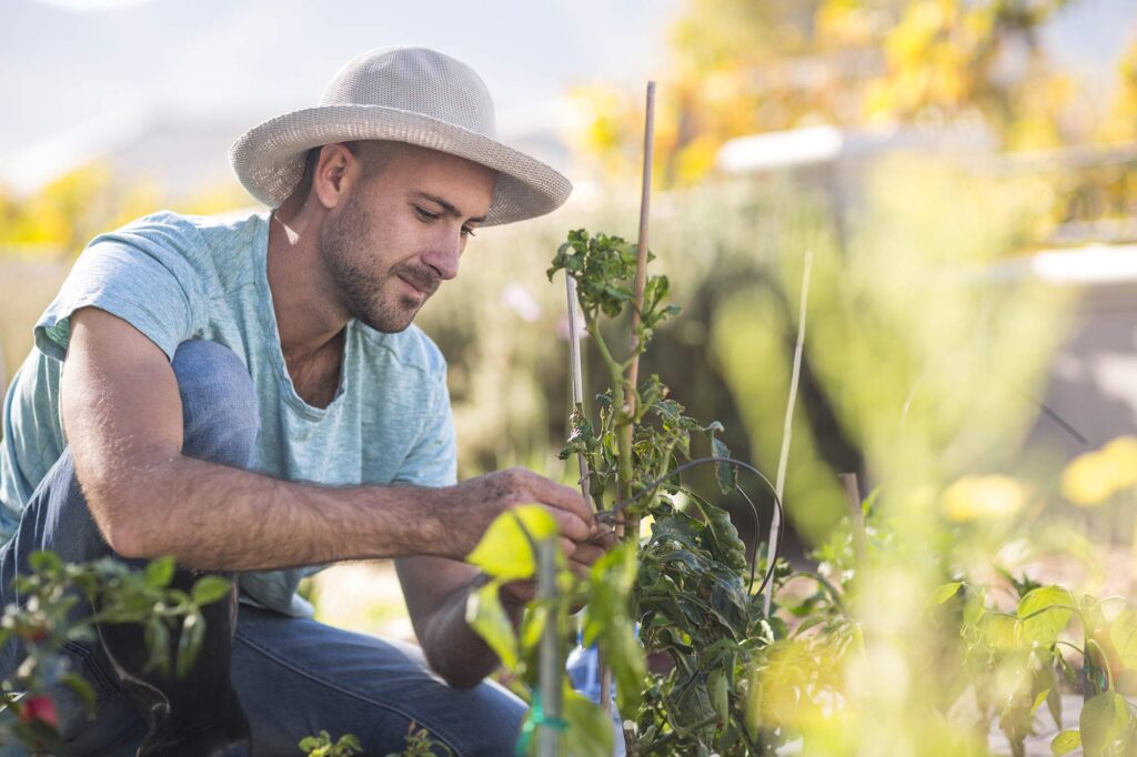 Uomo con cappello che lavora nell’orto, intento a curare una pianta di pomodoro in un ambiente soleggiato.
